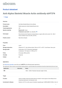 Anti-Alpha Skeletal Muscle Actin antibody ab97374 Product datasheet 1 Image