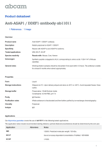 Anti-ASAP1 / DDEF1 antibody ab11011 Product datasheet 1 References 1 Image