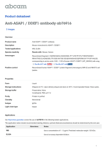 Anti-ASAP1 / DDEF1 antibody ab76916 Product datasheet 3 Images Overview