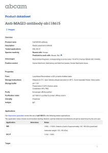 Anti-MAGI3 antibody ab118615 Product datasheet 2 Images