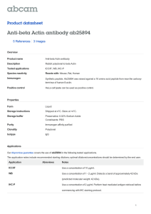 Anti-beta Actin antibody ab25894 Product datasheet 5 References 3 Images