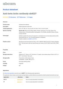 Anti-beta Actin antibody ab8227 Product datasheet 83 Abreviews 14 Images