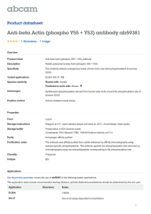 Anti-beta Actin (phospho Y55 + Y53) antibody ab59381