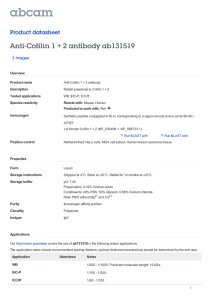 Anti-Cofilin 1 + 2 antibody ab131519 Product datasheet 3 Images