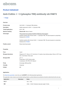 Anti-Cofilin 1 + 2 (phospho Y88) antibody ab194873 Product datasheet 1 Image Overview