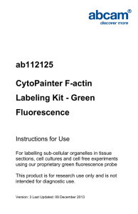 ab112125 CytoPainter F-actin Labeling Kit - Green Fluorescence