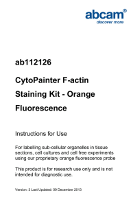 ab112126 CytoPainter F-actin Staining Kit - Orange Fluorescence