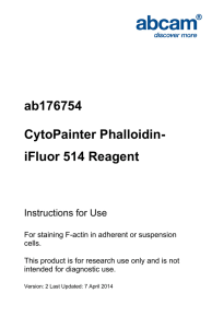 ab176754 CytoPainter Phalloidin- iFluor 514 Reagent Instructions for Use