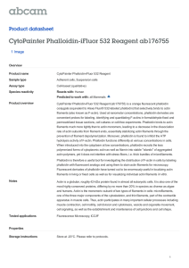 CytoPainter Phalloidin-iFluor 532 Reagent ab176755 Product datasheet 1 Image Overview