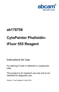 ab176756 CytoPainter Phalloidin- iFluor 555 Reagent Instructions for Use