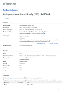 Anti-gamma Actin antibody [2A3] ab123034 Product datasheet 2 Images Overview