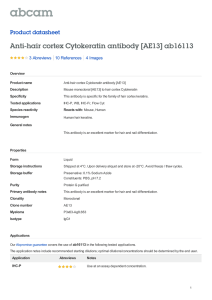 Anti-hair cortex Cytokeratin antibody [AE13] ab16113