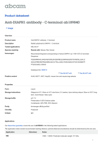 Anti-DIAPH1 antibody - C-terminal ab189840 Product datasheet 1 Image Overview