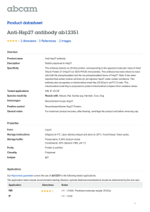 Anti-Hsp27 antibody ab12351 Product datasheet 2 Abreviews 2 Images