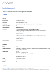 Anti-KRT37/38 antibody ab196840 Product datasheet 1 Image Overview