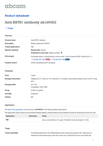 Anti-KRT81 antibody ab169303 Product datasheet 1 Image