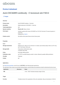 Anti-CDC42EP2 antibody - C-terminal ab173012 Product datasheet 2 Images Overview