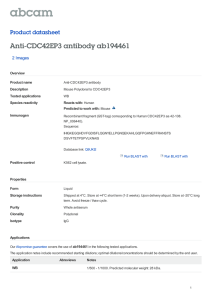 Anti-CDC42EP3 antibody ab194461 Product datasheet 2 Images