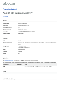 Anti-D4 GDI antibody ab89419 Product datasheet 2 Images