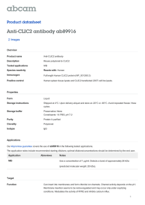Anti-CLIC2 antibody ab89916 Product datasheet 2 Images