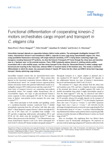 Functional differentiation of cooperating kinesin-2 C. elegans cilia