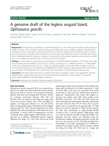 A genome draft of the legless anguid lizard, Ophisaurus gracilis Open Access
