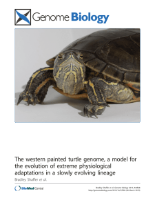 The western painted turtle genome, a model for