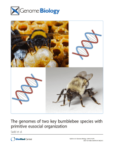 The genomes of two key bumblebee species with primitive eusocial organization