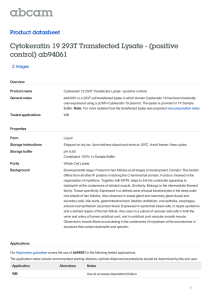 Cytokeratin 19 293T Transfected Lysate - (positive control) ab94061