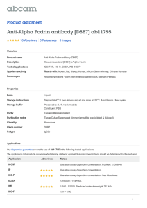 Anti-Alpha Fodrin antibody [D8B7] ab11755 Product datasheet 10 Abreviews 3 Images