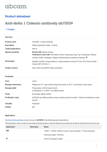 Anti-delta 1 Catenin antibody ab72039 Product datasheet 3 Images