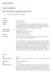 Anti-Filamin A antibody ab11074 Product datasheet 5 Abreviews 3 Images