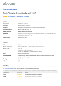 Anti-Filamin A antibody ab51217 Product datasheet 8 Abreviews 2 Images