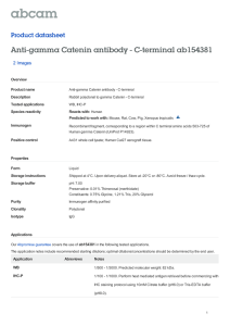 Anti-gamma Catenin antibody - C-terminal ab154381 Product datasheet 2 Images Overview