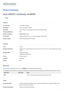 Anti-LMOD1 antibody ab68009 Product datasheet 1 Image Overview