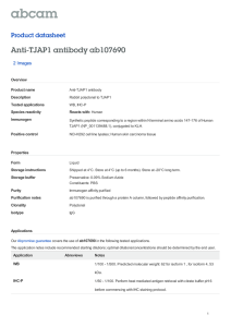 Anti-TJAP1 antibody ab107690 Product datasheet 2 Images Overview