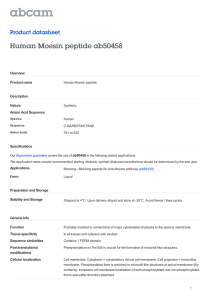 Human Moesin peptide ab50458 Product datasheet Overview Product name