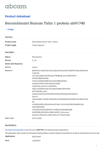 Recombinant Human Talin 1 protein ab91740 Product datasheet 1 Image Overview