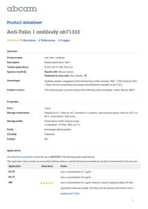 Anti-Talin 1 antibody ab71333 Product datasheet 3 Abreviews 6 Images