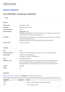 Anti-PDLIM7 antibody ab86069 Product datasheet 1 Image