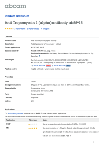Anti-Tropomyosin 1 (alpha) antibody ab55915 Product datasheet 3 Abreviews 4 Images