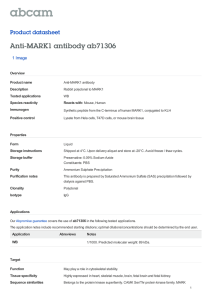 Anti-MARK1 antibody ab71306 Product datasheet 1 Image Overview