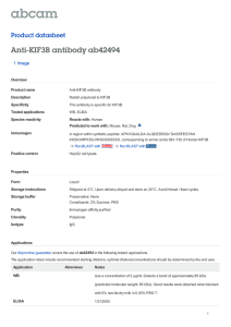 Anti-KIF3B antibody ab42494 Product datasheet 1 Image