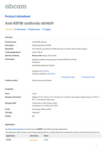 Anti-KIF5B antibody ab5629 Product datasheet 2 Abreviews 3 Images