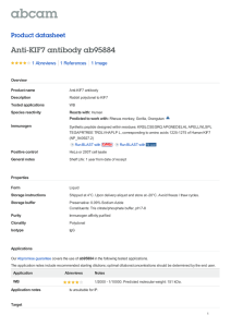 Anti-KIF7 antibody ab95884 Product datasheet 1 Abreviews 1 Image