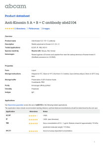 Anti-Kinesin 5 A + B + C antibody ab62104 Product datasheet