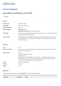 Anti-KLC2 antibody ab116702 Product datasheet 2 Images