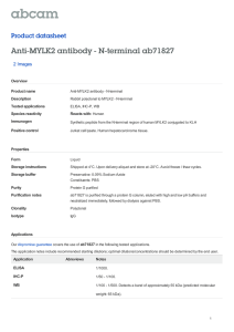 Anti-MYLK2 antibody - N-terminal ab71827 Product datasheet 2 Images Overview