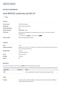 Anti-MYO5C antibody ab168118 Product datasheet 1 Image Overview