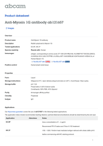Anti-Myosin 1G antibody ab121657 Product datasheet 2 Images Overview